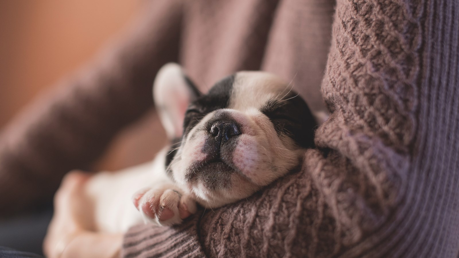 Hund sover i en persons famn